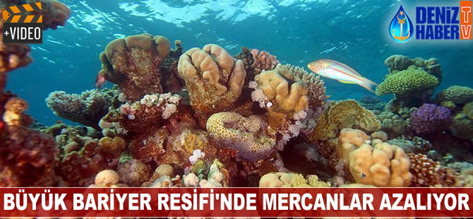 Büyük Bariyer Resifi'nde mercanlar azalıyor