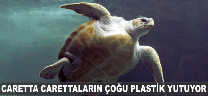 Caretta carettaların çoğu plastik yutuyor