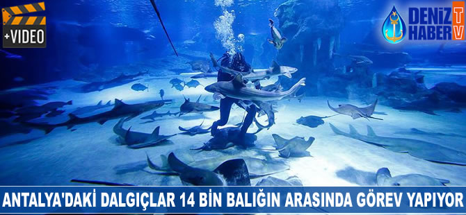 Antalya'daki dalgıçlar 14 bin balığın arasında görev yapıyor