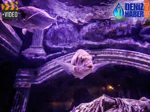 Antalya'daki dalgıçlar 14 bin balığın arasında görev yapıyor