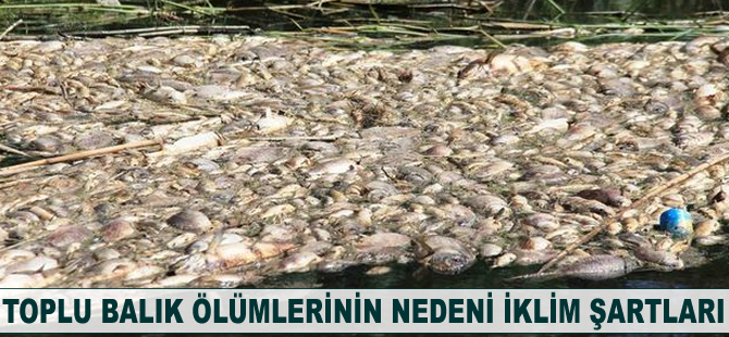 Toplu balık ölümlerinin nedeni iklim şartları