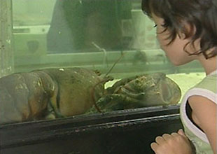 Dev istakoz özgürlüğüne kavuşacak