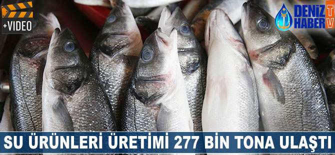 Su ürünleri üretimi 277 bin tona ulaştı