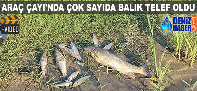 Araç Çayı'nda çok sayıda balık telef oldu