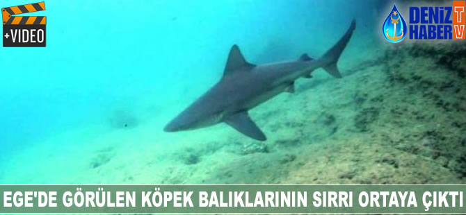 Ege’de görülen köpek balıklarının sırrı ortaya çıktı