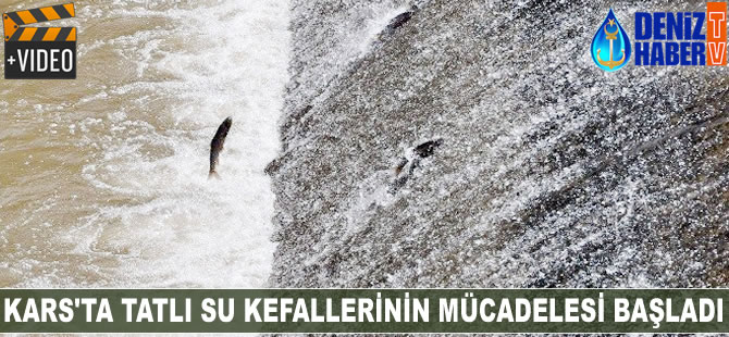 Kars’ta tatlı su kefallerinin mücadelesi başladı