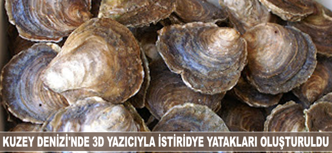 Kuzey Denizi'nde 3D yazıcıyla istiridye yatakları oluşturuldu