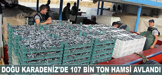 Doğu Karadeniz'de 107 bin ton hamsi avlandı