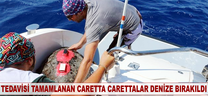 Tedavisi tamamlanan caretta carettalar denize bırakıldı
