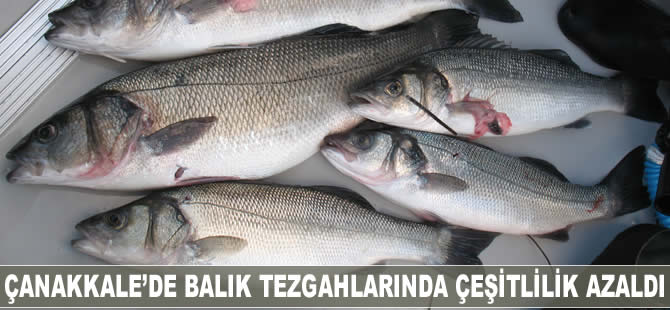 Çanakkale'de balık tezgahlarında çeşitlilik azaldı