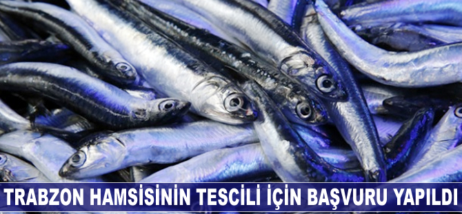 Trabzon hamsisinin tescili için başvuru yapıldı