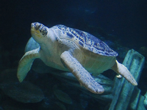 Avrupa’nın en büyük deniz kaplumbağası yeni yuvasında