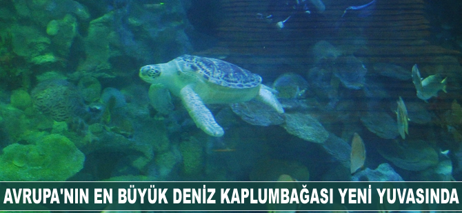 Avrupa’nın en büyük deniz kaplumbağası yeni yuvasında