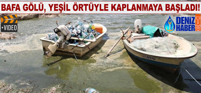 Bafa Gölü, yeşil örtüyle kaplanmaya başladı!
