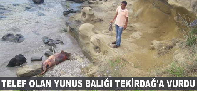 Telef olan yunus balığı Tekirdağ'a vurdu