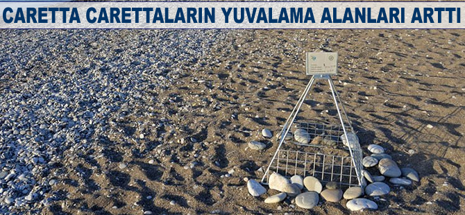 Caretta carettaların yuvalama alanları arttı