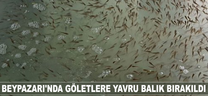Beypazarı'nda göletlere yavru balık bırakıldı