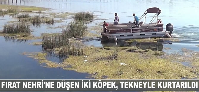 Fırat Nehri'ne düşen iki köpek, tekneyle kurtarıldı