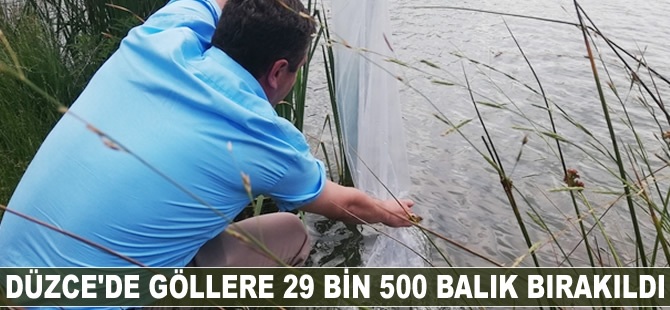 Düzce’de göllere 29 bin 500 balık bırakıldı