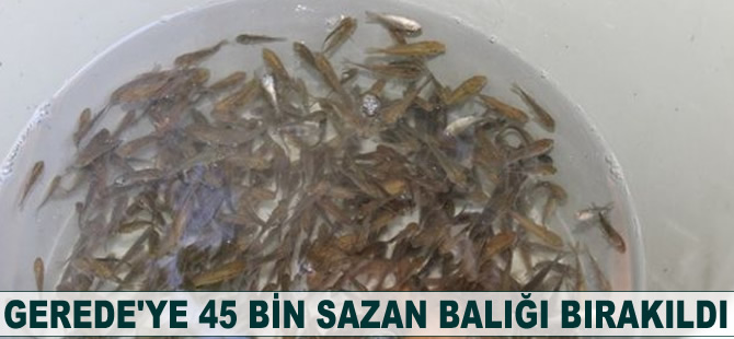 Gerede’ye 45 bin sazan balığı bırakıldı