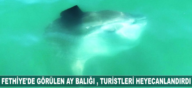 Fethiye, Ay balığı ile heyecanlandı