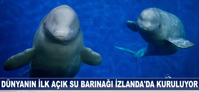 Dünyanın ilk açık su barınağı İzlanda'da kuruluyor