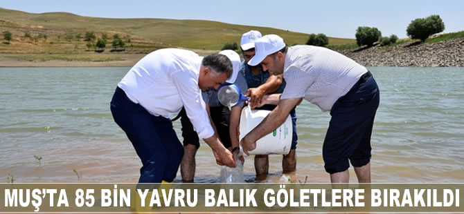 Muş'ta 85 bin yavru balık göletlere bırakıldı