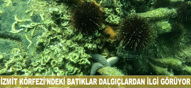İzmit Körfezi'ndeki batıklar dalgıçlardan ilgi görüyor