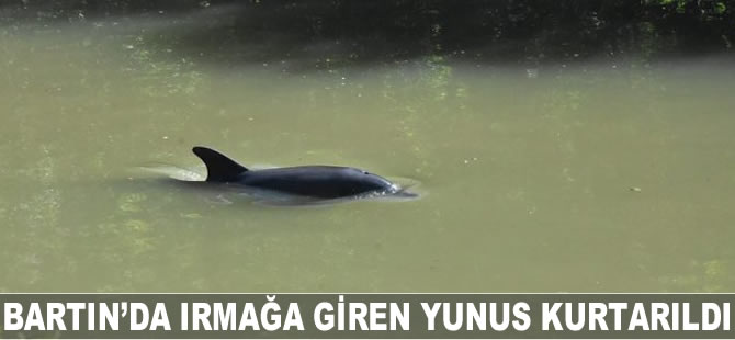 Bartın'da ırmağa giren yunus kurtarıldı