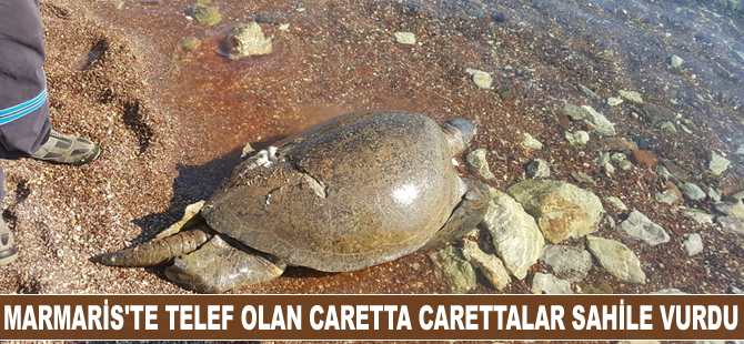 Marmaris'te telef olan caretta carettalar sahile vurdu