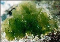 Kirliliğin kanıtı Deniz Marulu