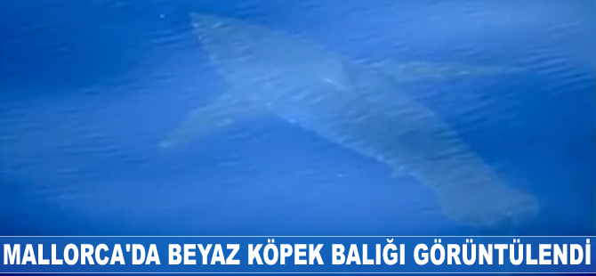 Mallorca'da beyaz köpek balığı görüntülendi