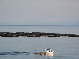 Kafes balıkçılığı Ordu'ya yılda 40 milyon kazandırıyor