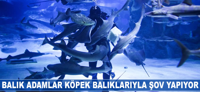 Balık adamlar köpek balıklarıyla şov yapıyor
