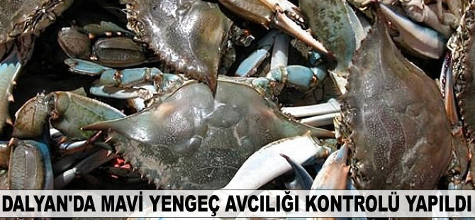 Dalyan'da mavi yengeç avcılığı kontrolü yapıldı