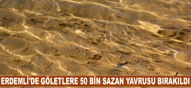 Erdemli'de göletlere 50 bin sazan yavrusu bırakıldı