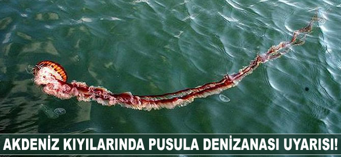 Akdeniz kıyılarında pusula denizanası uyarısı!