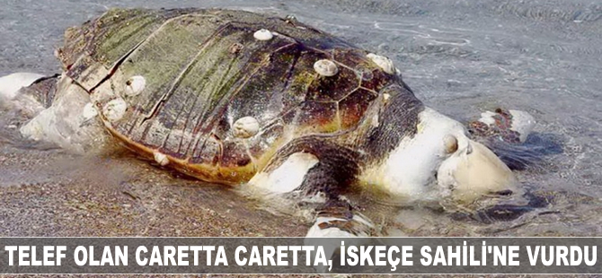 Telef olan caretta caretta, İskeçe Sahili'ne vurdu