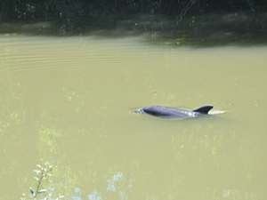 Bartın'da ırmağa giren yunus için kurtarma çalışması başlatıldı