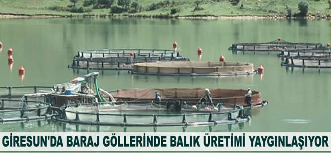 Giresun'da baraj göllerinde balık üretimi yaygınlaşıyor