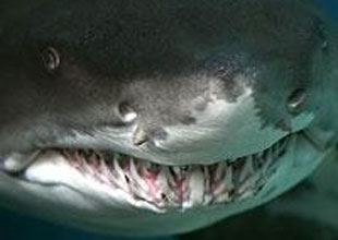 Köpekbalıkları 30 bin kez diş değiştiriyor