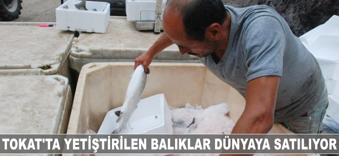 Tokat'ta yetiştirilen somon balıkları dünyaya satılıyor