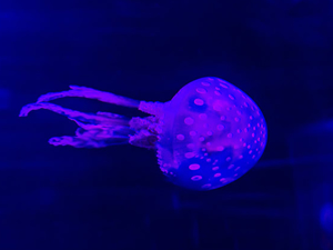 Sea Life Akvaryum, 15 bin deniz canlısıyla büyülüyor