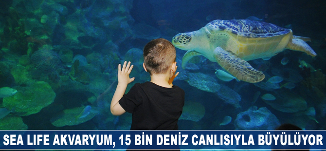 Sea Life Akvaryum, 15 bin deniz canlısıyla büyülüyor