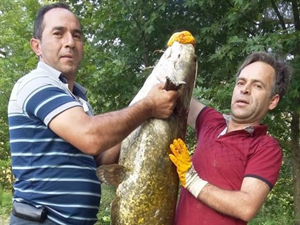 Suya attığı oltasına 50 kiloluk balık takıldı