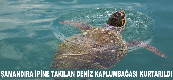 Şamandıra ipine takılan deniz kaplumbağası kurtarıldı