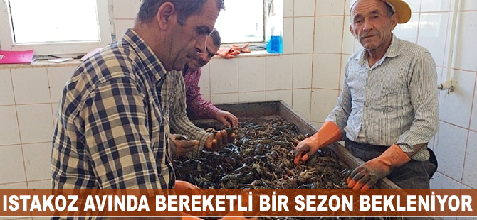 Istakoz avında bereketli bir sezon bekleniyor