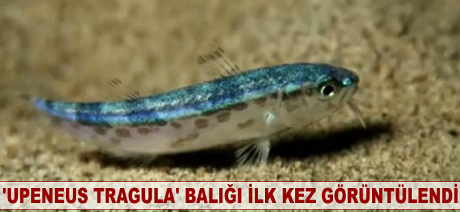 'Upeneus tragula' balığı ilk kez görüntülendi