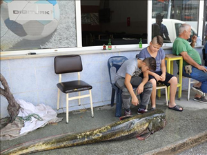 İki  metrelik yayın balığı restorana satıldı