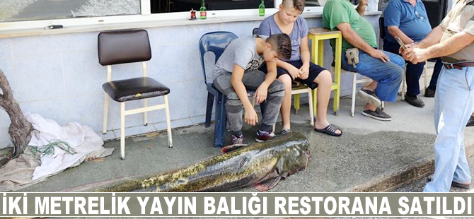 İki  metrelik yayın balığı restorana satıldı